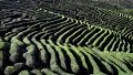 Villagers pick tea leaves at a tea garden in Mianxian County of Hanzhong City, northwest China's Shaanxi Province. Photo by Xinhua/Tao Ming.
