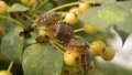 China to enhance prevention, control of invasive alien species. Photo by Xinhua.