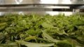 Tea leaves are being dehydrated after preliminary selection in Laobanzhang Village of Menghai County in Xishuangbanna Dai Autonomous Prefecture, southwest China's Yunnan Province. Photo by Xinhua/Wu Han.
