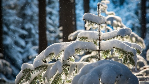 Зима. Фото: pixabay