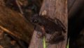 A Leptobrachella verrucosa sp. nov., a new frog species found in south China's Guangdong Province. Photo by Xinhua.
