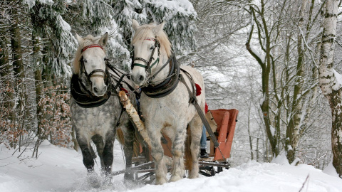 Сани. Зима. Фото: pixabay