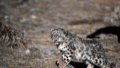 Snow leopard. Photo by Xinhua/Chogo.