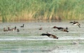 Baer's pochards and white-eyed pochards in Baiyangdian Lake in Xiong'an New Area, north China's Hebei Province. Photo by Xinhua/Xing Guangli.