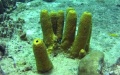 Primitive freshwater sponges found in SW China's nature reserve. Photo by Xinhua.