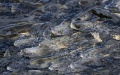 Migratory adult naked carps swim upstream in the Quanji River, an inflow river of Qinghai Lake, in Gangcha County of Haibei Tibetan Autonomous Prefecture, northwest China's Qinghai Province. Photo by Xinhua/Fan Peishen.