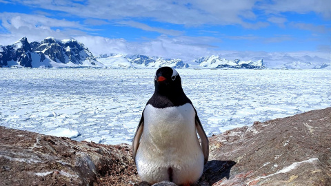 Перше пінгвіненя біля "Вернадського". Фото: facebook.com/AntarcticCenter
