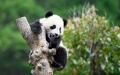 A giant panda climbs the trunk of a tree at Shenshuping base of China Conservation and Research Center for Giant Pandas in Wolong National Nature Reserve, southwest China's Sichuan Province. Photo by Xinhua/Xu Bingjie.