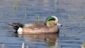 Rare duck species American wigeon. Photo by Xinhua.