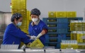Staff members work at a packaging workshop of a pharmaceutical company in Xi'an, northwest China's Shaanxi Province. Photo by Zou Jingyi/Xinhua.