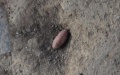 Over 6,000-yr-old stone-carved silkworm cocoons found in China. Photo by Xinhua.