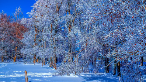Зима. Фото: pixabay