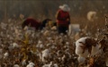 China's cotton output. Photo by Xinhua.