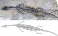 The holotype of Luopingosaurus (upper) and a sketch of the marine reptile. Photo by Xinhua.