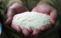 A worker displaying processed rice at a grain plant in Nanchang County, east China's Jiangxi Province. Photo by Xinhua/Wan Xiang.