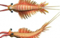 Chinese palaeontologists identify new shrimp species. Photo by Xinhua.