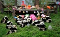 13 Precious Panda Cubs Make Their Public Debut at China's Chengdu Research Base. Photo by Xinhua.