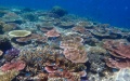 Some fast-growing coral species on the Great Barrier Reef slow down their growth rates when exposed to warm water. Photo by Xinhua.