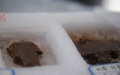 Prehistoric ruins discovered in E China. Photo by Xinhua.