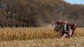 A farmer harvests corn in Naiman Banner of Tongliao City, north China's Inner Mongolia Autonomous Region. Photo by Xinhua/Lian Zhen.