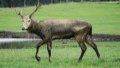 400 elks move to new home in Shishou. Photo by Xinhua.