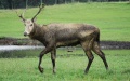 400 elks move to new home in Shishou. Photo by Xinhua.