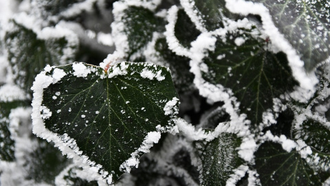 Зима. Фото: pixabay