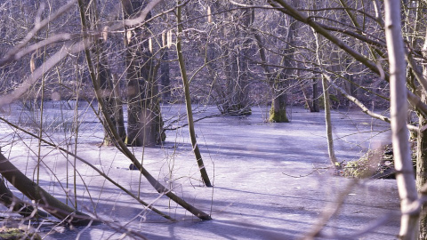 Зима. Фото: pixabay