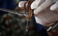 Chinese scientists develop snail mucus into adhesive for wounds. Photo by Xinhua.