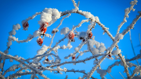 Зима. Фото: pixabay