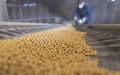 A staff member performs quality testing on randomly-sampled soybeans at a grain trading company in Suihua of northeast China's Heilongjiang Province. Photo by Xinhua/Zhang Tao.