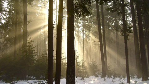 Зима. Фото: pixabay