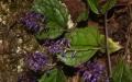 New Veronicastrum species discovered in central China. Photo by Xinhua.