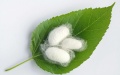 Chinese researchers reveal how silkworms form green cocoons. Photo by Xinhua.