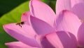 A bee approaches a lotus flower in Longhu Park in Handan, north China's Hebei Province. Photo by Hao Qunying/Xinhua.