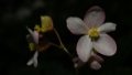 The flowers of Begonia longlingensis, a new species of Begonia discovered in southwest China's Yunnan Province. Photo by Xinhua.