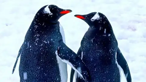 Пінгвіни на Галідезі. Фото: facebook.com/AntarcticCenter