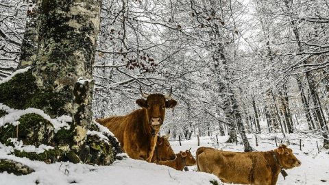Корови. Фото: depositphotos