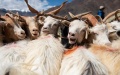 Sheep are seen in Rutog County of Ngari Prefecture, southwest China's Tibet Autonomous Region. Photo by Xinhua/Jigme Dorje.