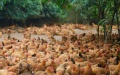 A chicken farm in Luokedui Village, Wenchang City, south China's Hainan Province. Photo by Xinhua/Li Duojiang.