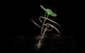 Scientists develop drill-like seed carrier to promote afforestation. Photo by Xinhua.