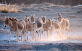 A herd of Mongolian wild asses in the Urad natural reserve near the China-Mongolia border, in the city of Bayan Nur, north China's Inner Mongolia Autonomous Region. Photo by Xinhua/Li Yunping.