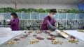 Pharmaceutists dispense traditional Chinese medicine at the Traditional Chinese Medicine Hospital of Fengnan District in Tangshan, north China's Hebei Province. Photo by Xinhua/Mu Yu.