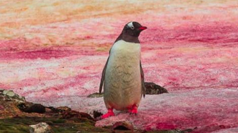 Фото: facebook.com/AntarcticCenter