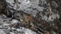 A snow leopard is pictured in a canyon in Zadoi County of Yushu Tibetan Autonomous Prefecture, northwest China's Qinghai Province. Photo by Xinhua/Fei Maohua.