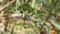 A Joro spider has a colorful body and weaves a large golden orb-web. Photo by Xinhua.
