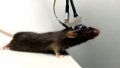 A mouse wearing the three-photon microscope developed by a research team from Peking University explores its surroundings. Photo by Peking University/Xinhua.