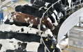 The cows on a rotary milking machine at a dairy farm in Wuwei, northwest China's Gansu Province. Photo by Xinhua/Fan Peishen.
