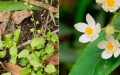 Two new plant species discovered in central China. Photo by Xinhua.