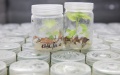 Actinidia shoots are seen at National Kiwifruit Germplasm Repository of Wuhan Botanical Garden of Chinese Academy of Sciences in Wuhan, central China's Hubei Province. Photo by Xinhua/Jin Liwang. 